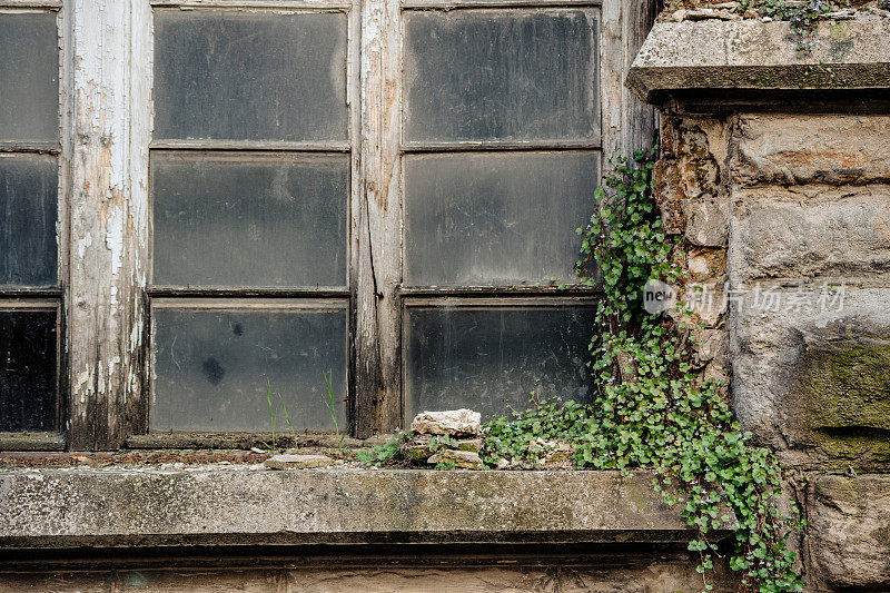 Old abandoned window with a climbing vine plant.